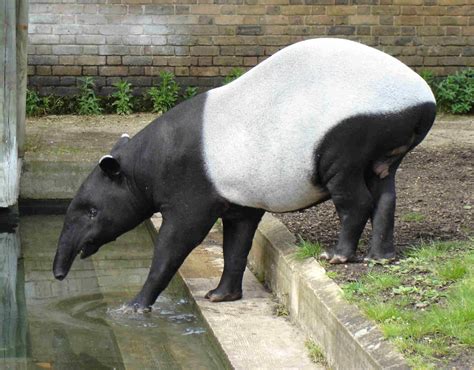 Tapirs Animals Facts And Images | All Wildlife Photographs