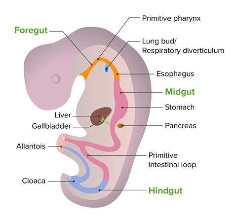 Development of the Bronchial Tree | Concise Medical Knowledge