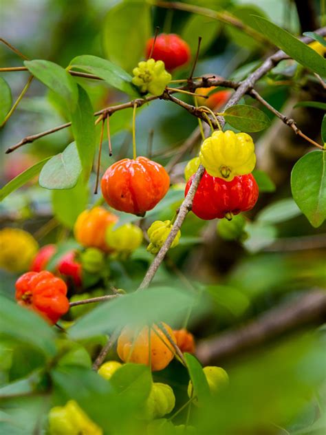 Cold Hardy Surinam Cherry Hedge Plant (eugenia uniflora) – Urban Tropicals