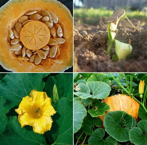 Pumpkin Seed Germination, Time, Temperature, Process | Gardening Tips