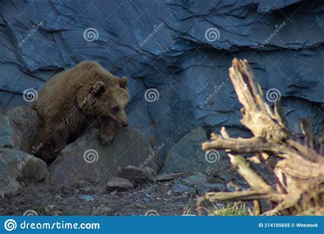 Large Brown Bear in Its Habitat Stock Image - Image of national, nature ...