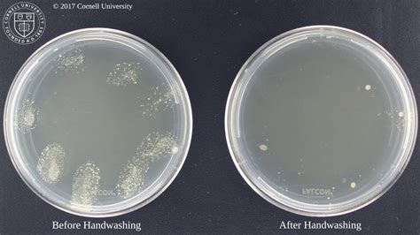 Bacteria before and after washing hands - YouTube