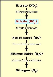 Nitrate Reduction Test: Principle, Procedure and Results - microbeonline