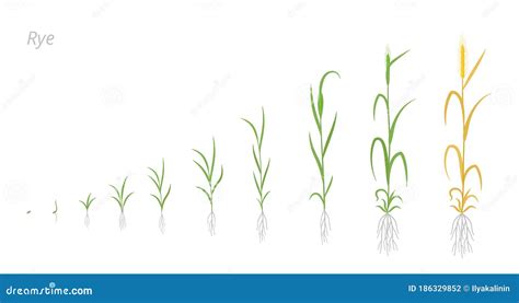 Rye Plant Growth Stages Development. Secale Cereale. Species of Cereal Grain. Harvest Animation ...