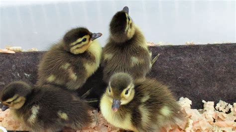 baby mandarin ducks - Twitter / @kobekachoen | Beautiful birds ...