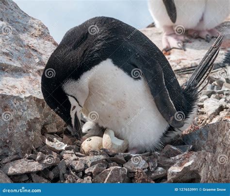 Adult Chinstrap Penguin with Chick and Hatching Egg, Antarctic ...