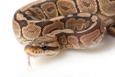 Cinnamon Ball Python Morphs (7 Cool Photos + Info)