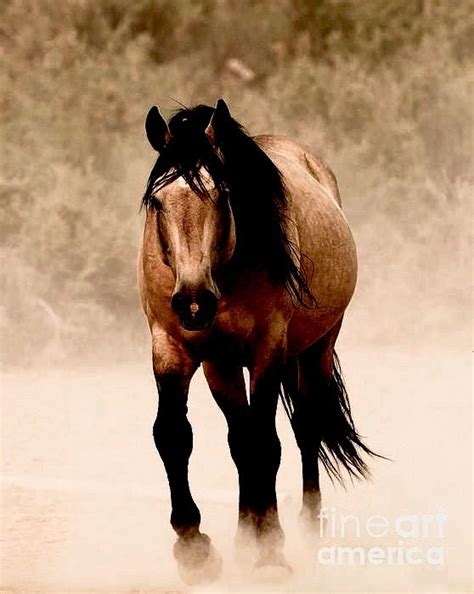 Wild buckskin mustang stallion | Horses, Pretty horses, Horse love