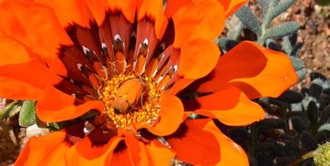 Succulent Karoo | CEPF