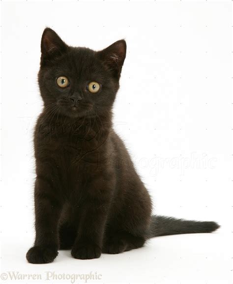 Black British Shorthair kitten photo WP26283