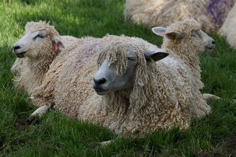 Cotswold Sheep | Flickr - Photo Sharing!