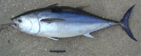 Thunnus thynnus (Linnaeus 1758), Beirut, 15 November 2005. | Download Scientific Diagram