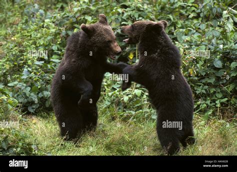 European brown bear cubs hi-res stock photography and images - Alamy