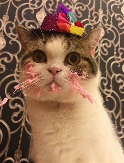 This Cat Eating A Cake On His Birthday Is Hilariously Adorable (plus ...