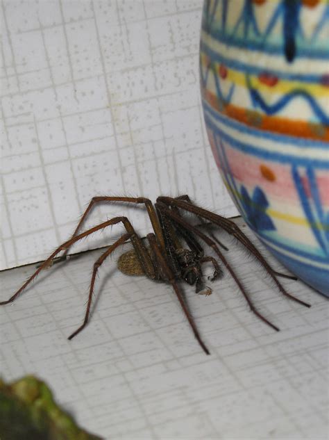 Cardinal Spider - Common House Spider | This critter lived b… | Flickr