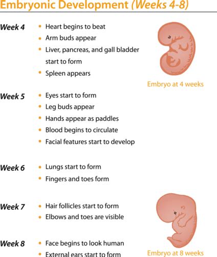 13. 66: Embryo Growth and Development - Biology LibreTexts