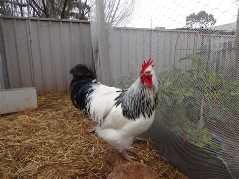 Sussex For Sale | Chickens | Breed Information | Omlet