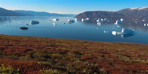 11 Interesting Animals In Greenland - Cool Wood Wildlife Park