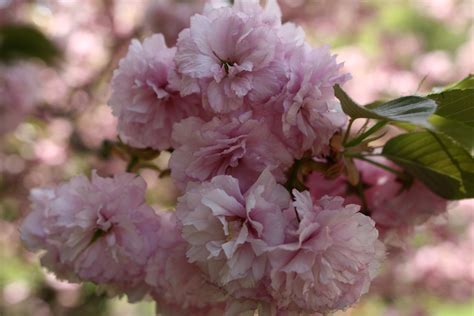 Pink Flower Bloom Spring Flowering Tree | Trees| Free Nature Pictures by ForestWander Nature ...