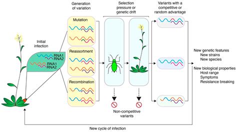 Pathogens | Free Full-Text | Determinants of Virus Variation, Evolution, and Host Adaptation