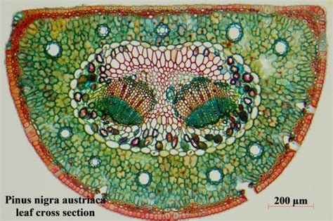 Pine Leaf Cross Section