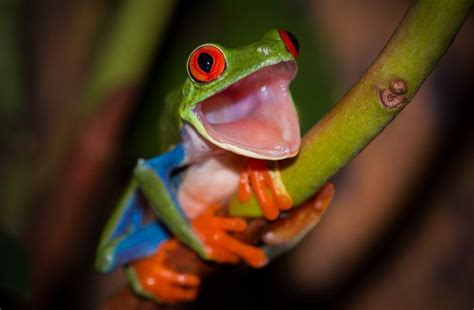 Pin on jumping and smiling frogs