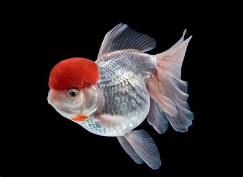 Oranda Goldfish: The Majestic Marvel of Aquariums