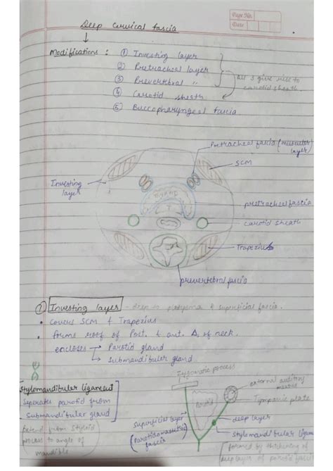 SOLUTION: Deep cervical fascia anatomy mbbs - Studypool