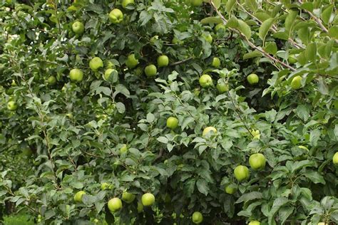 Wealthy Apple Tree 2023 Price List - Arad Branding