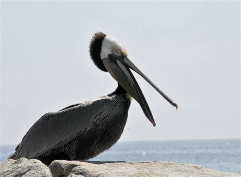 Pelican Free Stock Photo - Public Domain Pictures