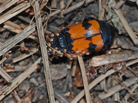 A Symbiotic Relationship - Carrion Beetles and Mites - Bandelier National Monument (U.S ...