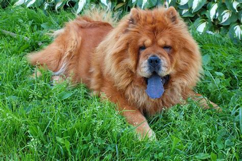 Chow Chow Colors: A Complete Guide For Chow Chow Lovers