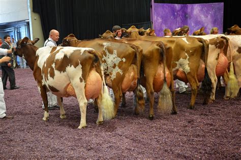 NEWS: International Ayrshire Show- Cows