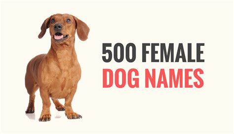 500 Popular Female Dog Names - Puppy Leaks