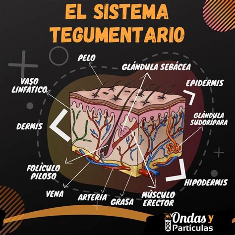 El sistema tegumentario | Sistema tegumentario humano, Anatomía de la ...