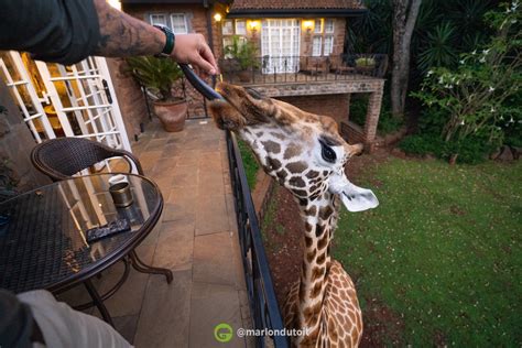 Places We Love: Giraffe Manor | Nairobi, Kenya - Wild Eye