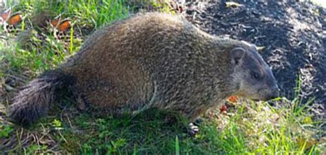 The Groundhog's Natural Diet and How It Gets Food