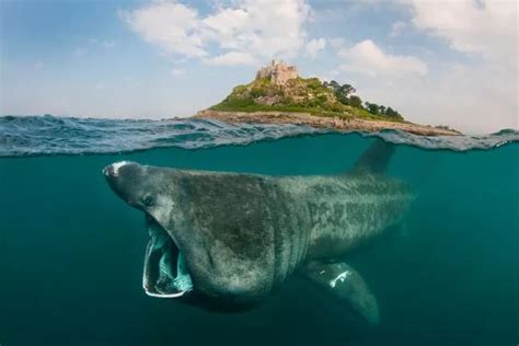 Basking shark spotted swimming close to shore of New Quay - Wales Online