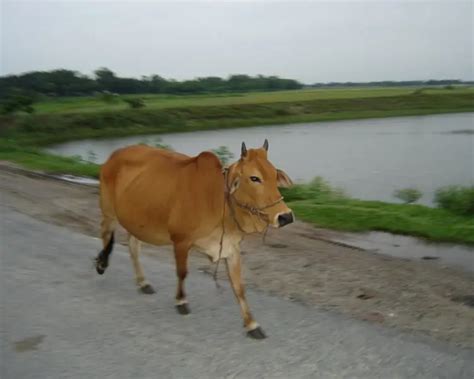 Zebu - Facts, Diet, Habitat & Pictures on Animalia.bio