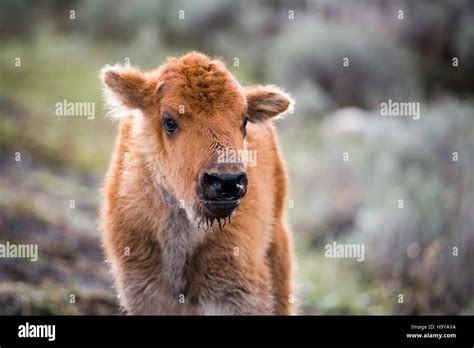 yellowstonenps 15116058906 Bison calf Stock Photo - Alamy