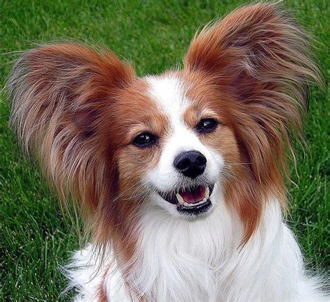 The Papillon breed originated in 17th century France, they were bred specifically to be ...