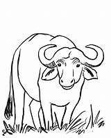 African Buffalo Coloring Page  Free Pages 7C0 sketch template