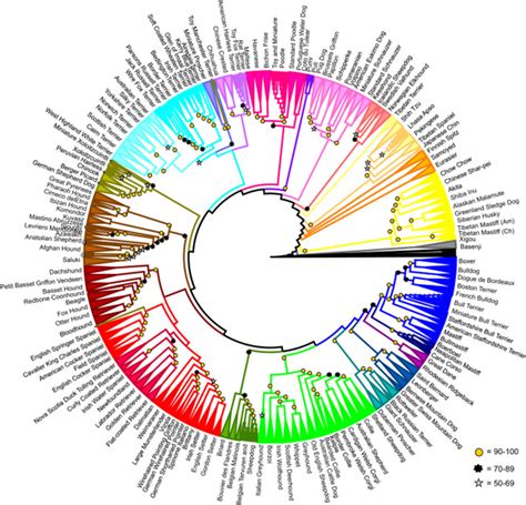 How Did Dog Breeds Evolve