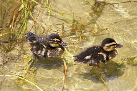 Ducklings Swimming Photograph by Selena Lorraine - Fine Art America