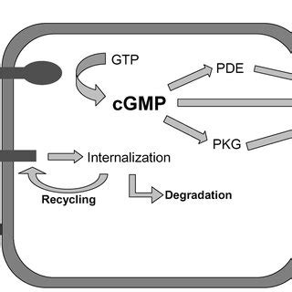 Schematic of Natriuretic Peptide Signaling and Breakdown. NP=... | Download Scientific Diagram