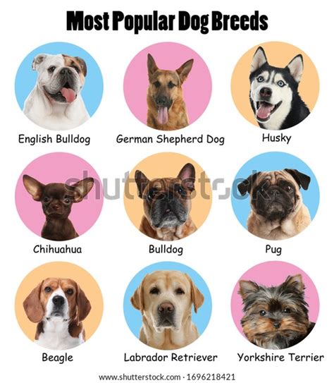 Set Different Adorable Dogs On Color Stock Photo 1696218421 | Shutterstock