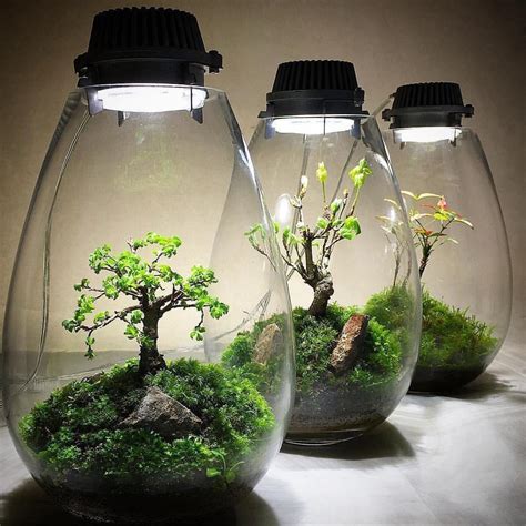 Self Sustaining Terrarium Plant: A Complete Guide and Ideas ...