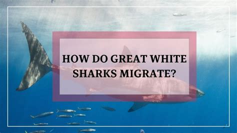 The Great Migration: How Do Great White Sharks Migrate? - Animalsman