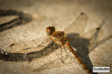 Common Darter – Ryan Garden Photography