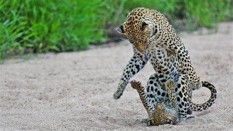 Cute Leopard Cub Chases Mom - YouTube